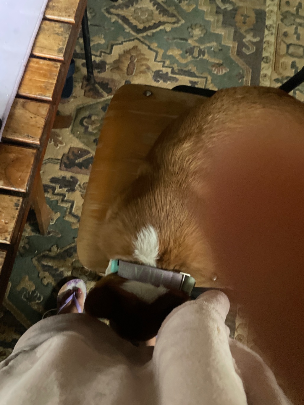 Perro café, criollo